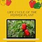 Image result for Velcro Diagram of Plant Life Cycle