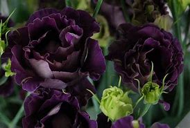 Image result for Lisianthus Seeds Black Pearl