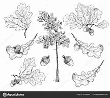 Image result for Plain Drawing of Oak Leaf and Acorn