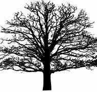 Image result for Oak Tree Silhouette Free Download