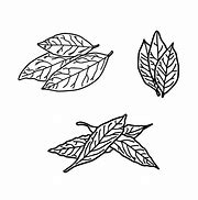 Image result for Curve Bay Leaf Illustration