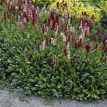 Image result for Persicaria Darjeeling Red