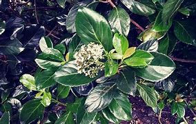 Image result for Mirror Leaf Viburnum