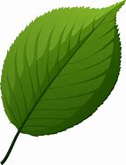 Image result for Apple Tree Leaf Clip Art