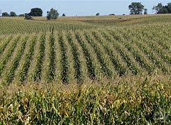 Image result for Nebraska Corn Building