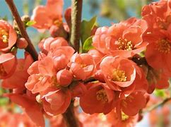 Image result for Cherry Blossom Tree in Pot