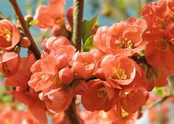 Image result for Cherry Blossom Tree in Pot