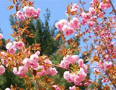 Image result for Flowering Vines That Bloom All Summer