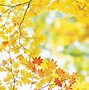 Image result for Best Fall Desktop Wallpapers