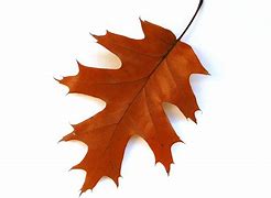 Image result for Red Oak Leaf Outline