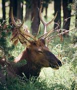 Image result for Irish Elk Comarison