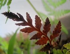 Image result for Fern Annulus