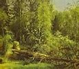 Image result for Fallen Tree Silhouette