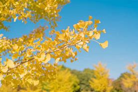 Image result for Stock Image of Aspen Leaf