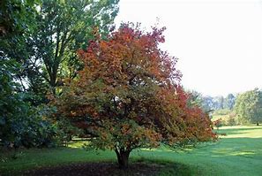 Image result for Maple Leaf Oak Tree