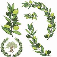 Image result for Olive Branch Transparent Background