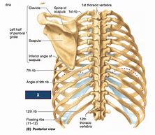 Image result for Rib Cage Posterior View