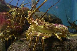 Image result for Lobster Close Up