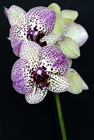 Image result for Orchid Painting Keene NH