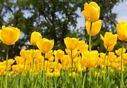 Image result for Flower Meaning Grace