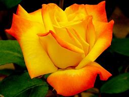 Image result for What Are Some Colors of Roses