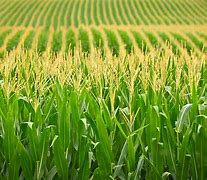 Image result for Nebraska Corn Farm Picture