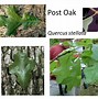 Image result for Post Oak Leaf Designs