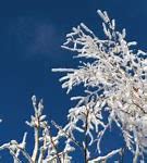 Image result for Maple Tree Branches