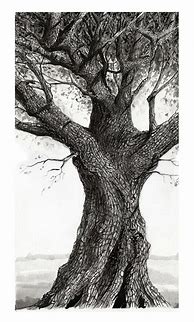 Image result for Oak Tree Sketch