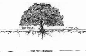 Image result for Oak Tree Root System