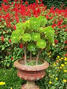 Image result for Flower Pot Garden Containers