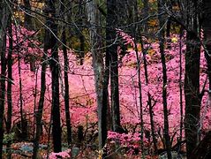 Image result for Pink Forest Wallpaper 4K