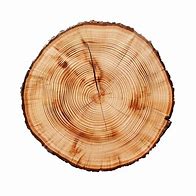 Image result for Tree Trunk Printer