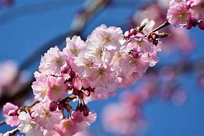 Image result for Chinese Cherry Blossom Tree