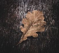 Image result for Dry Oak Leaf