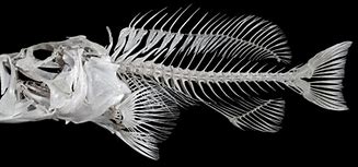 Image result for Angler Fish Bones