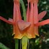 Image result for Colorado Columbine Flower