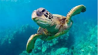 Image result for Baby Sea Turtles Top View