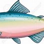 Image result for Illustrations of Rainbow Trout