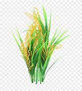 Image result for Rice Plant Clip Art