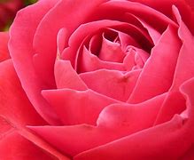 Image result for Bright Colored Roses