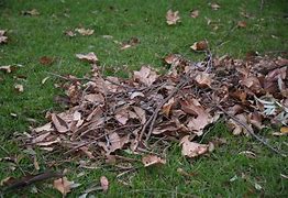 Image result for Leaf Pile Above