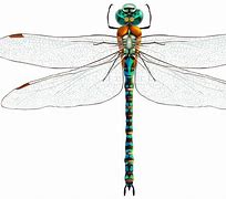 Image result for Dragonfly Heart Clip Art