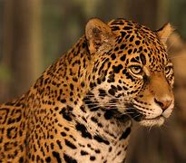 Image result for African Jaguar