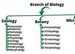 Image result for biology branches science