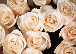 Image result for Modern 14 Beige Rose