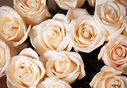 Image result for Roses On Beige Backhround