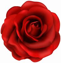 Image result for Red Rose Flower Clip Art