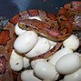 Image result for Types of Corn Snakes