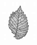 Image result for Elm Tree Leaf Shape